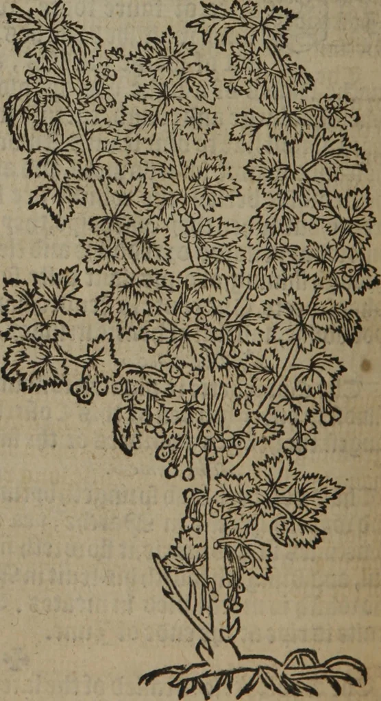 An illustration from A nievve herball, or Historie of plantes : wherein is contayned the whole discourse and perfect description of all sortes of herbes and plantes : their divers & sundry kindes ... and that not onely of those whiche are here growyng in this our countrie of Englande, but of all others also of forrayne realmes commonly used in physicke ; first set foorth in the Doutche or Almaigne tongue, 1578, leaf 709