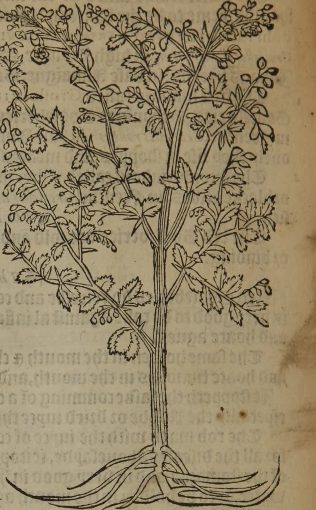 An illustration from A nievve herball, or Historie of plantes : wherein is contayned the whole discourse and perfect description of all sortes of herbes and plantes : their divers & sundry kindes ... and that not onely of those whiche are here growyng in this our countrie of Englande, but of all others also of forrayne realmes commonly used in physicke ; first set foorth in the Doutche or Almaigne tongue, 1578, leaf 711