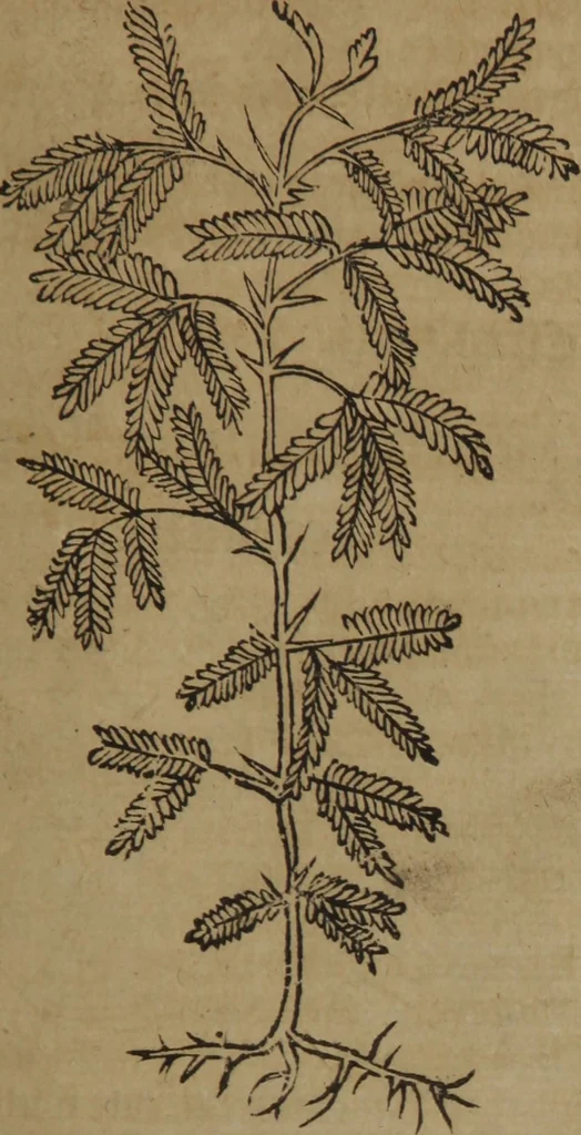 An illustration from A nievve herball, or Historie of plantes : wherein is contayned the whole discourse and perfect description of all sortes of herbes and plantes : their divers & sundry kindes ... and that not onely of those whiche are here growyng in this our countrie of Englande, but of all others also of forrayne realmes commonly used in physicke ; first set foorth in the Doutche or Almaigne tongue, 1578, leaf 712