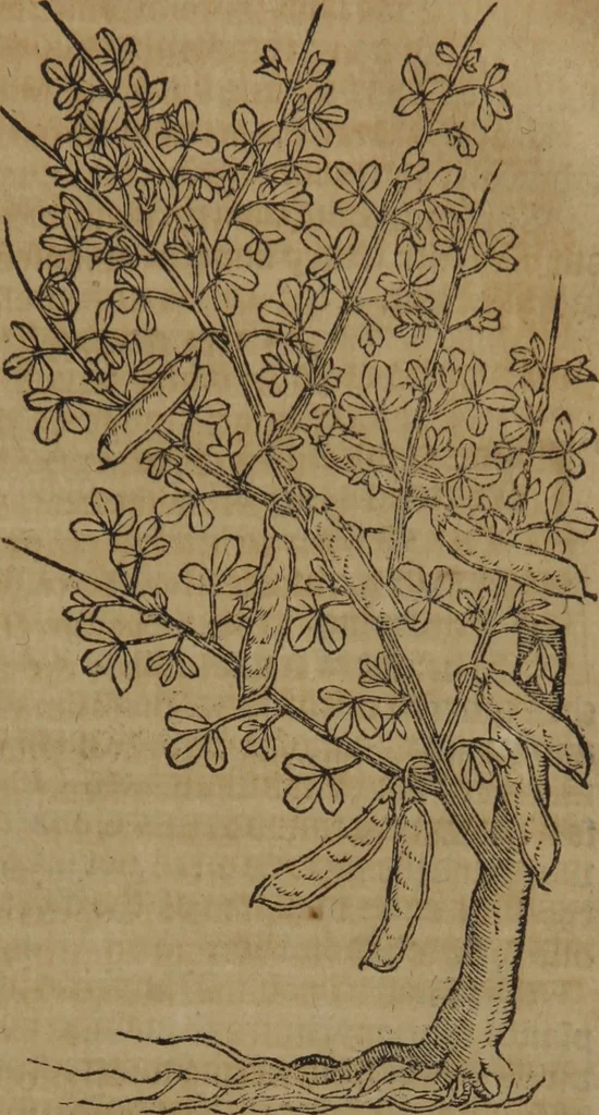 An illustration from A nievve herball, or Historie of plantes : wherein is contayned the whole discourse and perfect description of all sortes of herbes and plantes : their divers & sundry kindes ... and that not onely of those whiche are here growyng in this our countrie of Englande, but of all others also of forrayne realmes commonly used in physicke ; first set foorth in the Doutche or Almaigne tongue, 1578, leaf 712