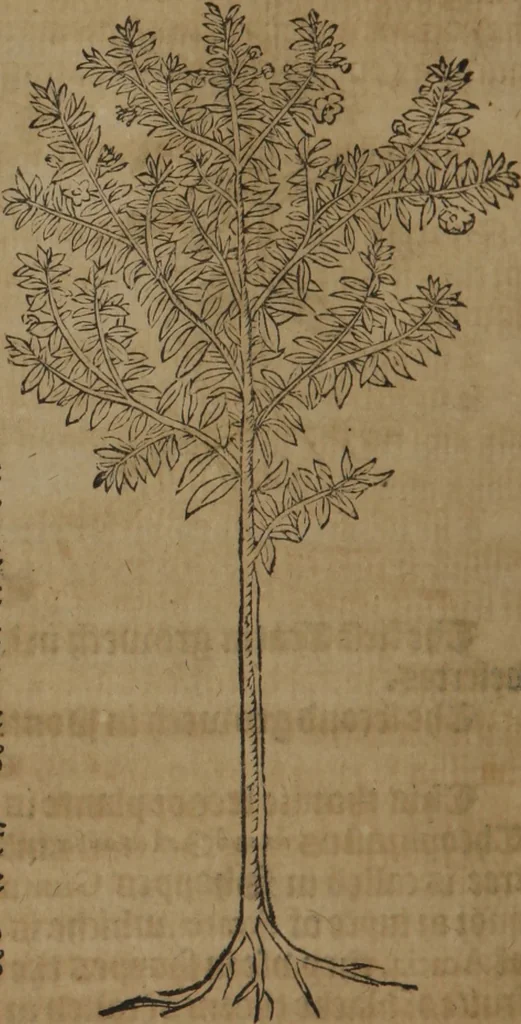 An illustration from A nievve herball, or Historie of plantes : wherein is contayned the whole discourse and perfect description of all sortes of herbes and plantes : their divers & sundry kindes ... and that not onely of those whiche are here growyng in this our countrie of Englande, but of all others also of forrayne realmes commonly used in physicke ; first set foorth in the Doutche or Almaigne tongue, 1578, leaf 713