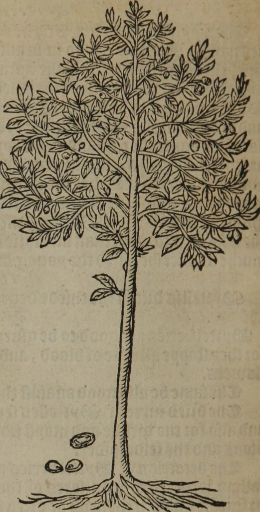 An illustration from A nievve herball, or Historie of plantes : wherein is contayned the whole discourse and perfect description of all sortes of herbes and plantes : their divers & sundry kindes ... and that not onely of those whiche are here growyng in this our countrie of Englande, but of all others also of forrayne realmes commonly used in physicke ; first set foorth in the Doutche or Almaigne tongue, 1578, leaf 715