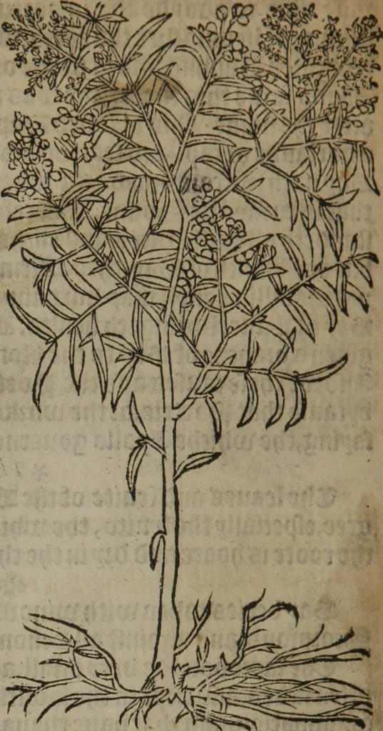 An illustration from A nievve herball, or Historie of plantes : wherein is contayned the whole discourse and perfect description of all sortes of herbes and plantes : their divers & sundry kindes ... and that not onely of those whiche are here growyng in this our countrie of Englande, but of all others also of forrayne realmes commonly used in physicke ; first set foorth in the Doutche or Almaigne tongue, 1578, leaf 717