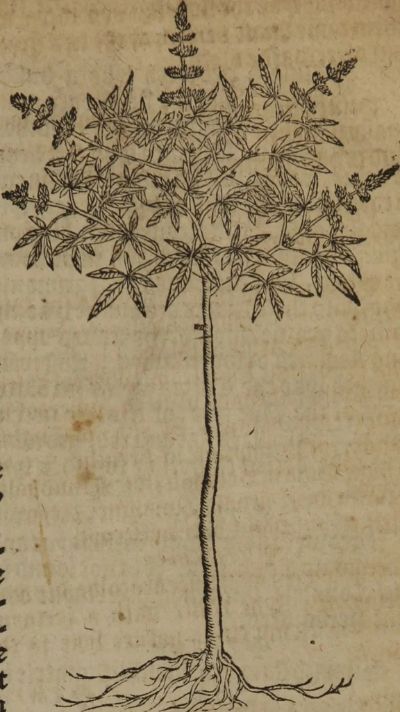 An illustration from A nievve herball, or Historie of plantes : wherein is contayned the whole discourse and perfect description of all sortes of herbes and plantes : their divers & sundry kindes ... and that not onely of those whiche are here growyng in this our countrie of Englande, but of all others also of forrayne realmes commonly used in physicke ; first set foorth in the Doutche or Almaigne tongue, 1578, leaf 718