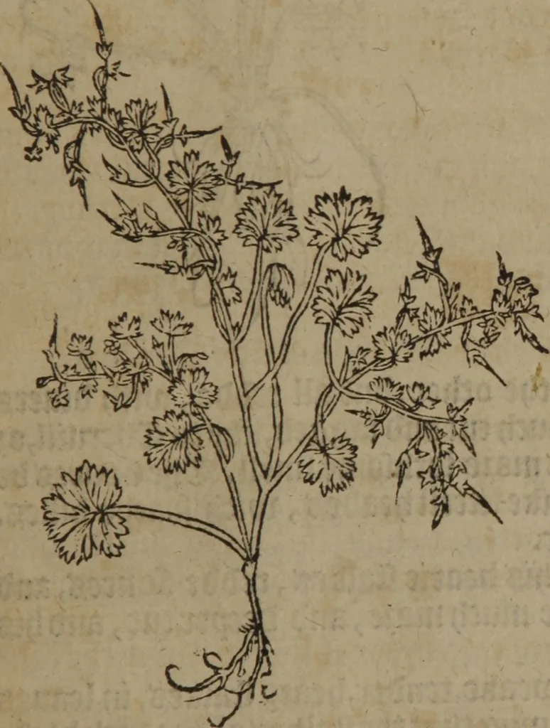 An illustration from A nievve herball, or Historie of plantes : wherein is contayned the whole discourse and perfect description of all sortes of herbes and plantes : their divers & sundry kindes ... and that not onely of those whiche are here growyng in this our countrie of Englande, but of all others also of forrayne realmes commonly used in physicke ; first set foorth in the Doutche or Almaigne tongue, 1578, leaf 72