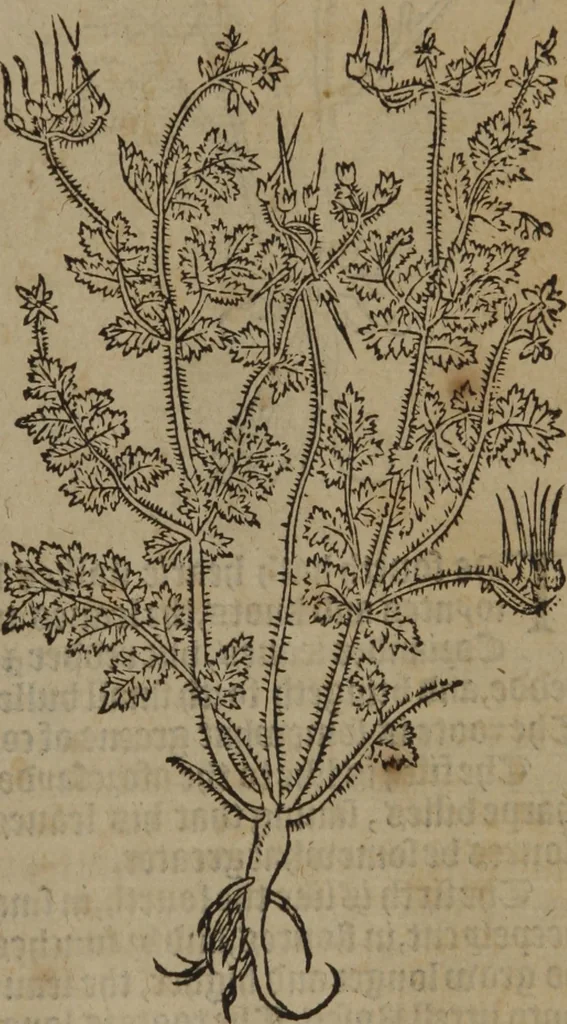 An illustration from A nievve herball, or Historie of plantes : wherein is contayned the whole discourse and perfect description of all sortes of herbes and plantes : their divers & sundry kindes ... and that not onely of those whiche are here growyng in this our countrie of Englande, but of all others also of forrayne realmes commonly used in physicke ; first set foorth in the Doutche or Almaigne tongue, 1578, leaf 72