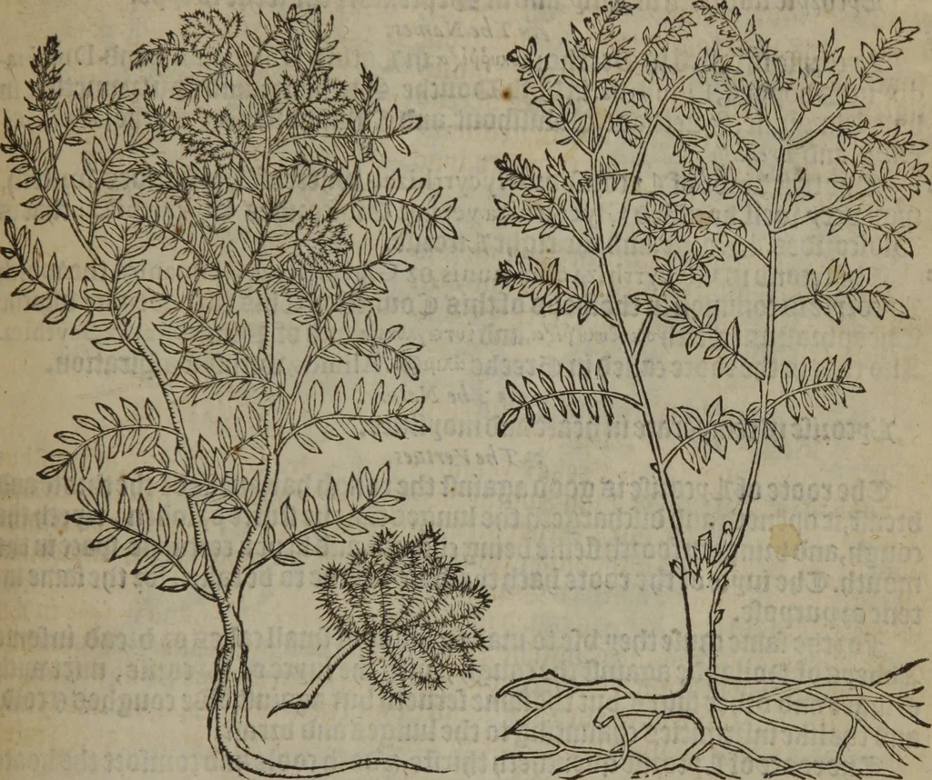 An illustration from A nievve herball, or Historie of plantes : wherein is contayned the whole discourse and perfect description of all sortes of herbes and plantes : their divers & sundry kindes ... and that not onely of those whiche are here growyng in this our countrie of Englande, but of all others also of forrayne realmes commonly used in physicke ; first set foorth in the Doutche or Almaigne tongue, 1578, leaf 720