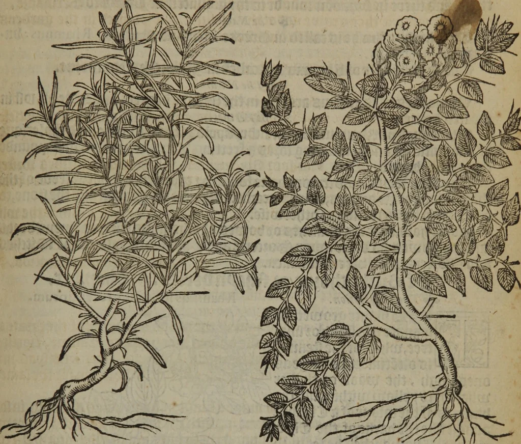 An illustration from A nievve herball, or Historie of plantes : wherein is contayned the whole discourse and perfect description of all sortes of herbes and plantes : their divers & sundry kindes ... and that not onely of those whiche are here growyng in this our countrie of Englande, but of all others also of forrayne realmes commonly used in physicke ; first set foorth in the Doutche or Almaigne tongue, 1578, leaf 722