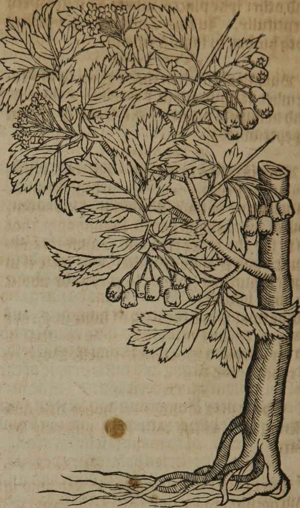 An illustration from A nievve herball, or Historie of plantes : wherein is contayned the whole discourse and perfect description of all sortes of herbes and plantes : their divers & sundry kindes ... and that not onely of those whiche are here growyng in this our countrie of Englande, but of all others also of forrayne realmes commonly used in physicke ; first set foorth in the Doutche or Almaigne tongue, 1578, leaf 725