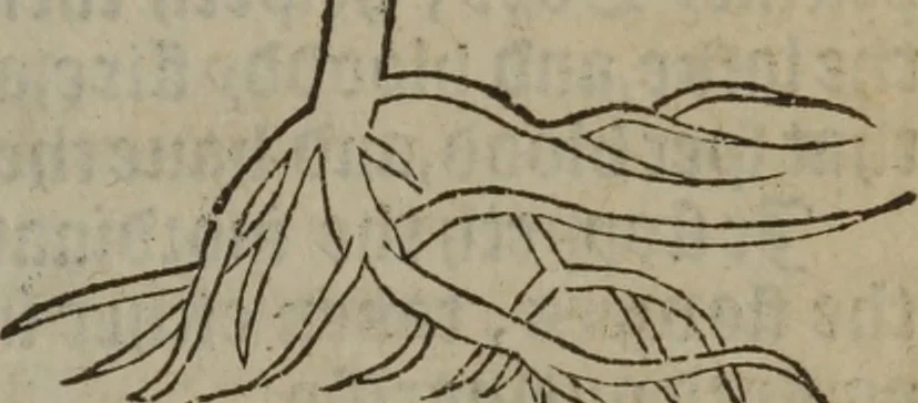 An illustration from A nievve herball, or Historie of plantes : wherein is contayned the whole discourse and perfect description of all sortes of herbes and plantes : their divers & sundry kindes ... and that not onely of those whiche are here growyng in this our countrie of Englande, but of all others also of forrayne realmes commonly used in physicke ; first set foorth in the Doutche or Almaigne tongue, 1578, leaf 726