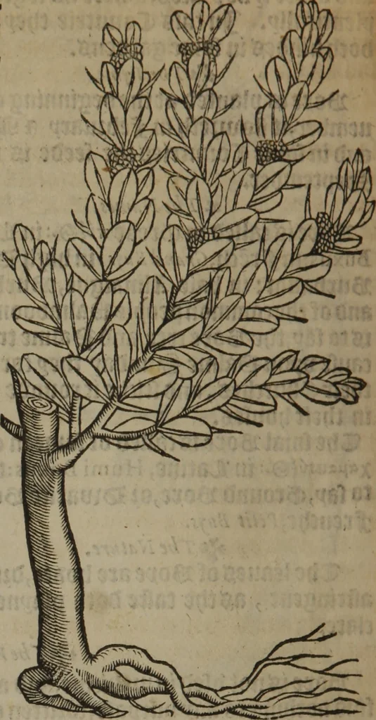 An illustration from A nievve herball, or Historie of plantes : wherein is contayned the whole discourse and perfect description of all sortes of herbes and plantes : their divers & sundry kindes ... and that not onely of those whiche are here growyng in this our countrie of Englande, but of all others also of forrayne realmes commonly used in physicke ; first set foorth in the Doutche or Almaigne tongue, 1578, leaf 727