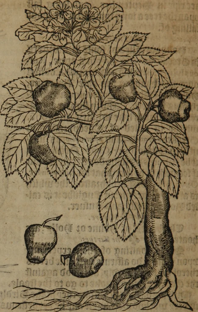 An illustration from A nievve herball, or Historie of plantes : wherein is contayned the whole discourse and perfect description of all sortes of herbes and plantes : their divers & sundry kindes ... and that not onely of those whiche are here growyng in this our countrie of Englande, but of all others also of forrayne realmes commonly used in physicke ; first set foorth in the Doutche or Almaigne tongue, 1578, leaf 729