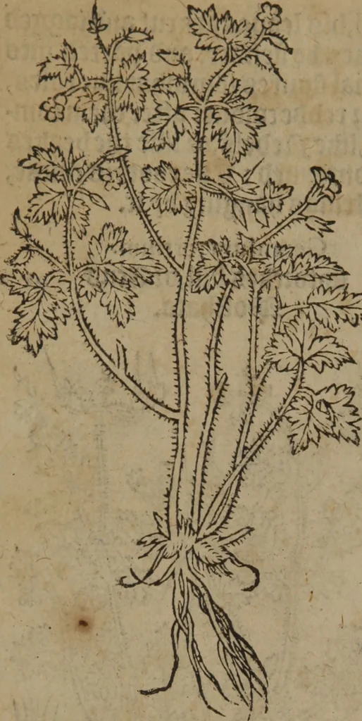 An illustration from A nievve herball, or Historie of plantes : wherein is contayned the whole discourse and perfect description of all sortes of herbes and plantes : their divers & sundry kindes ... and that not onely of those whiche are here growyng in this our countrie of Englande, but of all others also of forrayne realmes commonly used in physicke ; first set foorth in the Doutche or Almaigne tongue, 1578, leaf 73