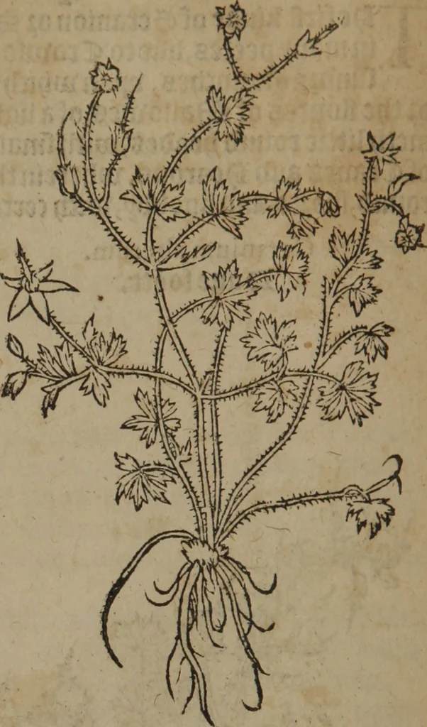 An illustration from A nievve herball, or Historie of plantes : wherein is contayned the whole discourse and perfect description of all sortes of herbes and plantes : their divers & sundry kindes ... and that not onely of those whiche are here growyng in this our countrie of Englande, but of all others also of forrayne realmes commonly used in physicke ; first set foorth in the Doutche or Almaigne tongue, 1578, leaf 73