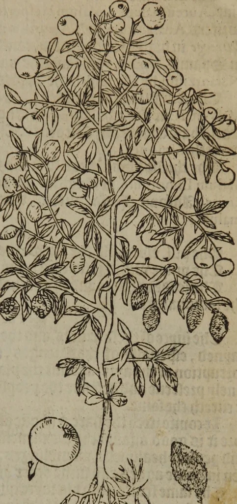 An illustration from A nievve herball, or Historie of plantes : wherein is contayned the whole discourse and perfect description of all sortes of herbes and plantes : their divers & sundry kindes ... and that not onely of those whiche are here growyng in this our countrie of Englande, but of all others also of forrayne realmes commonly used in physicke ; first set foorth in the Doutche or Almaigne tongue, 1578, leaf 730