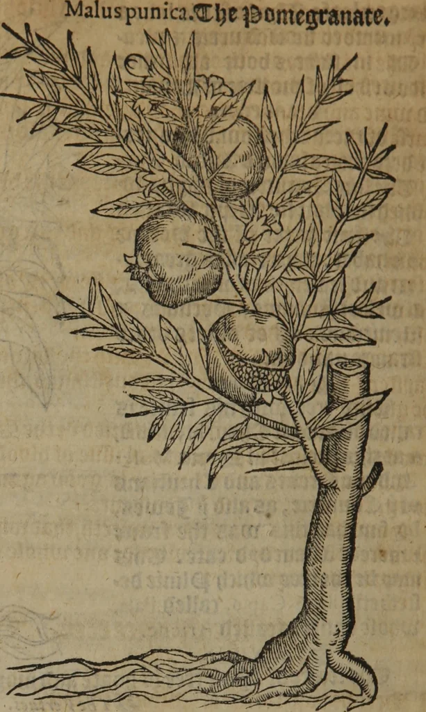 An illustration from A nievve herball, or Historie of plantes : wherein is contayned the whole discourse and perfect description of all sortes of herbes and plantes : their divers & sundry kindes ... and that not onely of those whiche are here growyng in this our countrie of Englande, but of all others also of forrayne realmes commonly used in physicke ; first set foorth in the Doutche or Almaigne tongue, 1578, leaf 733