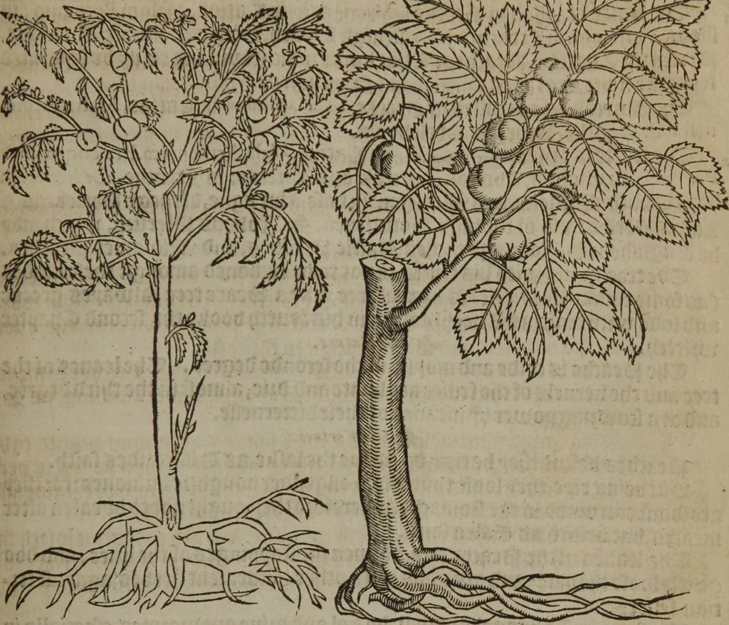 An illustration from A nievve herball, or Historie of plantes : wherein is contayned the whole discourse and perfect description of all sortes of herbes and plantes : their divers & sundry kindes ... and that not onely of those whiche are here growyng in this our countrie of Englande, but of all others also of forrayne realmes commonly used in physicke ; first set foorth in the Doutche or Almaigne tongue, 1578, leaf 736