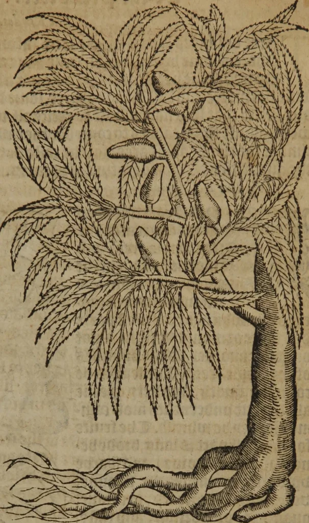 An illustration from A nievve herball, or Historie of plantes : wherein is contayned the whole discourse and perfect description of all sortes of herbes and plantes : their divers & sundry kindes ... and that not onely of those whiche are here growyng in this our countrie of Englande, but of all others also of forrayne realmes commonly used in physicke ; first set foorth in the Doutche or Almaigne tongue, 1578, leaf 738
