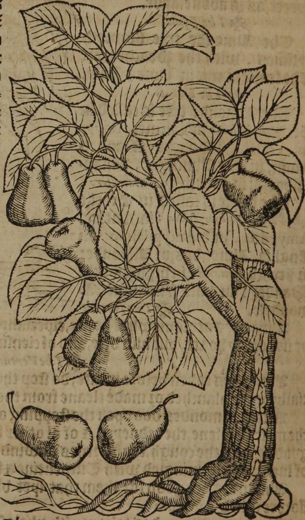 An illustration from A nievve herball, or Historie of plantes : wherein is contayned the whole discourse and perfect description of all sortes of herbes and plantes : their divers & sundry kindes ... and that not onely of those whiche are here growyng in this our countrie of Englande, but of all others also of forrayne realmes commonly used in physicke ; first set foorth in the Doutche or Almaigne tongue, 1578, leaf 739