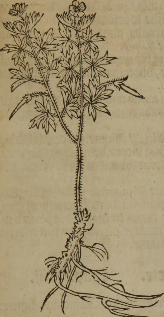An illustration from A nievve herball, or Historie of plantes : wherein is contayned the whole discourse and perfect description of all sortes of herbes and plantes : their divers & sundry kindes ... and that not onely of those whiche are here growyng in this our countrie of Englande, but of all others also of forrayne realmes commonly used in physicke ; first set foorth in the Doutche or Almaigne tongue, 1578, leaf 74