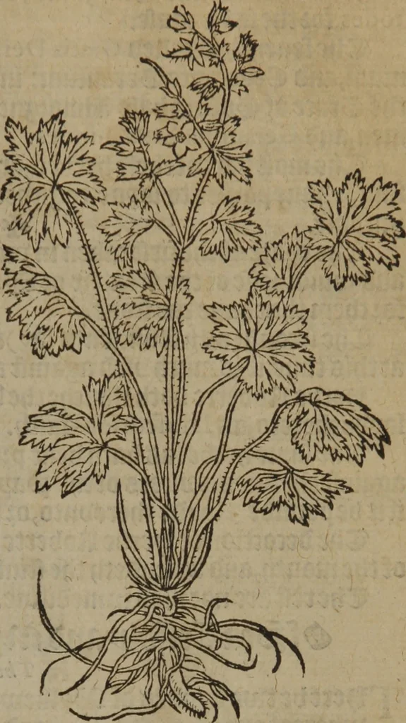 An illustration from A nievve herball, or Historie of plantes : wherein is contayned the whole discourse and perfect description of all sortes of herbes and plantes : their divers & sundry kindes ... and that not onely of those whiche are here growyng in this our countrie of Englande, but of all others also of forrayne realmes commonly used in physicke ; first set foorth in the Doutche or Almaigne tongue, 1578, leaf 74