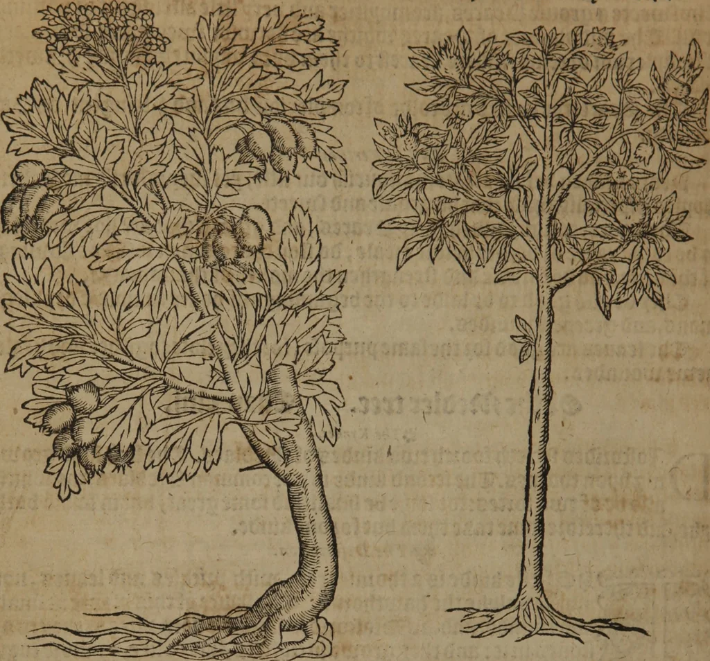 An illustration from A nievve herball, or Historie of plantes : wherein is contayned the whole discourse and perfect description of all sortes of herbes and plantes : their divers & sundry kindes ... and that not onely of those whiche are here growyng in this our countrie of Englande, but of all others also of forrayne realmes commonly used in physicke ; first set foorth in the Doutche or Almaigne tongue, 1578, leaf 741