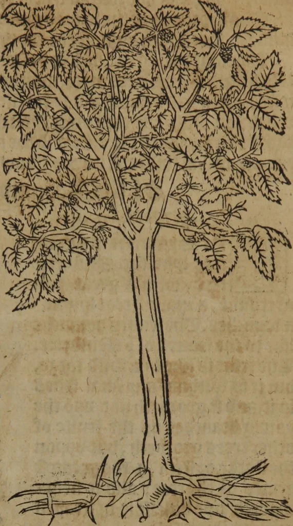 An illustration from A nievve herball, or Historie of plantes : wherein is contayned the whole discourse and perfect description of all sortes of herbes and plantes : their divers & sundry kindes ... and that not onely of those whiche are here growyng in this our countrie of Englande, but of all others also of forrayne realmes commonly used in physicke ; first set foorth in the Doutche or Almaigne tongue, 1578, leaf 742