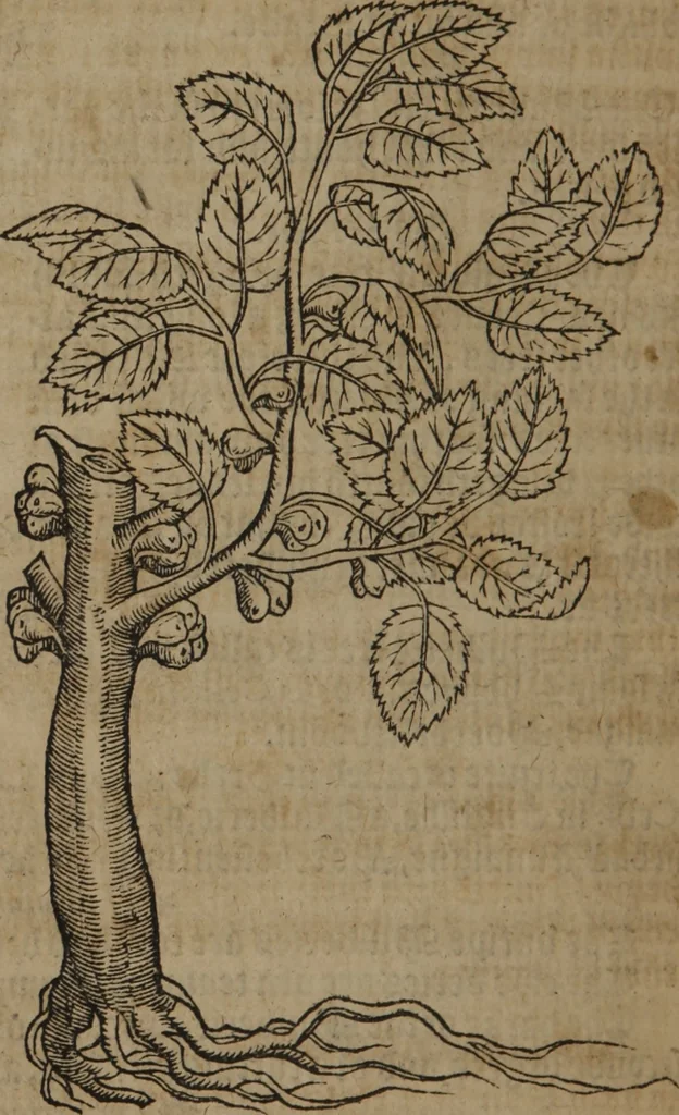 An illustration from A nievve herball, or Historie of plantes : wherein is contayned the whole discourse and perfect description of all sortes of herbes and plantes : their divers & sundry kindes ... and that not onely of those whiche are here growyng in this our countrie of Englande, but of all others also of forrayne realmes commonly used in physicke ; first set foorth in the Doutche or Almaigne tongue, 1578, leaf 743