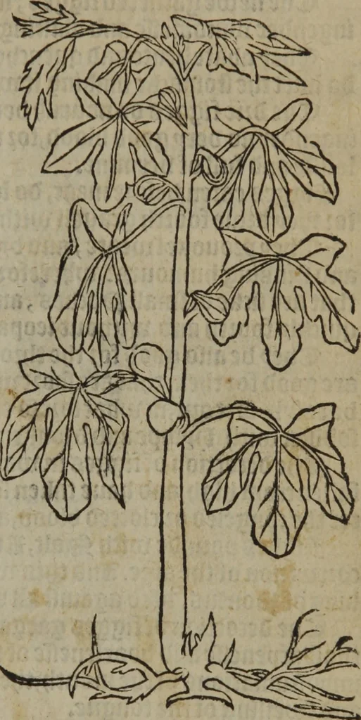 An illustration from A nievve herball, or Historie of plantes : wherein is contayned the whole discourse and perfect description of all sortes of herbes and plantes : their divers & sundry kindes ... and that not onely of those whiche are here growyng in this our countrie of Englande, but of all others also of forrayne realmes commonly used in physicke ; first set foorth in the Doutche or Almaigne tongue, 1578, leaf 744