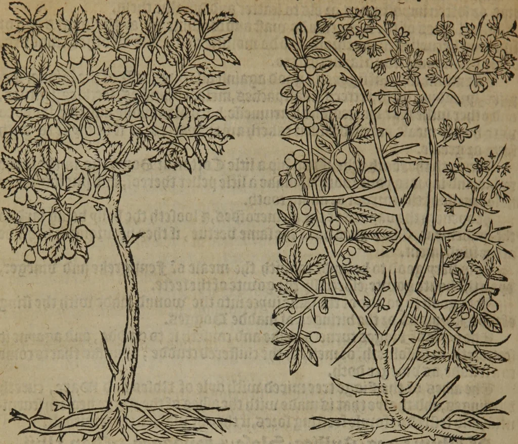 An illustration from A nievve herball, or Historie of plantes : wherein is contayned the whole discourse and perfect description of all sortes of herbes and plantes : their divers & sundry kindes ... and that not onely of those whiche are here growyng in this our countrie of Englande, but of all others also of forrayne realmes commonly used in physicke ; first set foorth in the Doutche or Almaigne tongue, 1578, leaf 747
