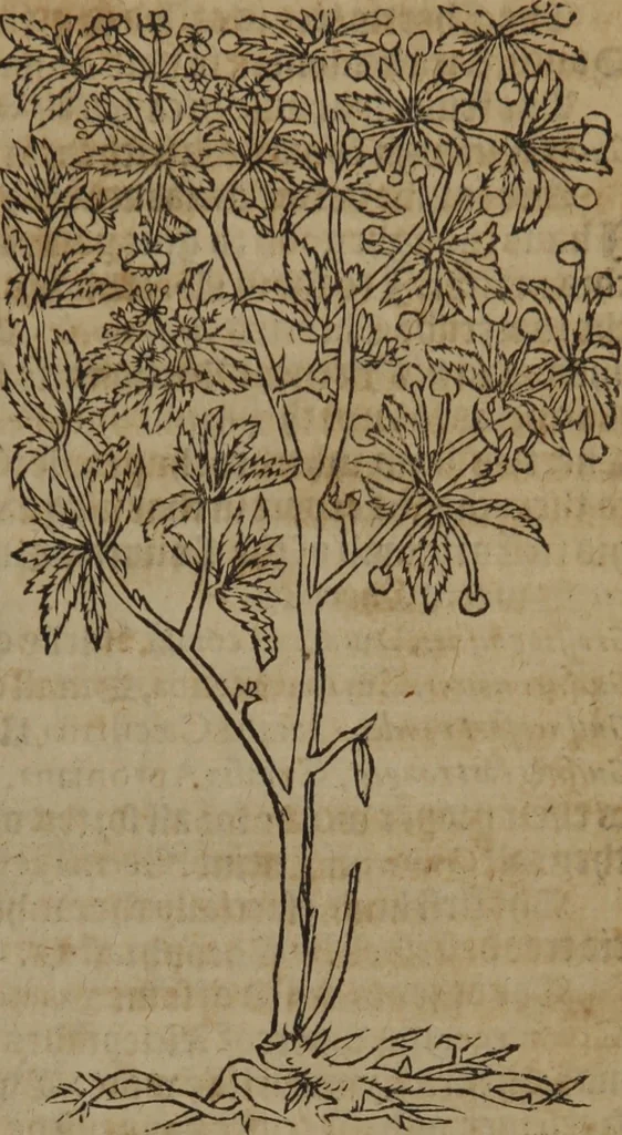 An illustration from A nievve herball, or Historie of plantes : wherein is contayned the whole discourse and perfect description of all sortes of herbes and plantes : their divers & sundry kindes ... and that not onely of those whiche are here growyng in this our countrie of Englande, but of all others also of forrayne realmes commonly used in physicke ; first set foorth in the Doutche or Almaigne tongue, 1578, leaf 750