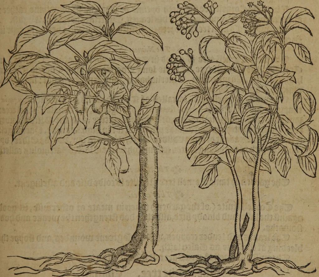 An illustration from A nievve herball, or Historie of plantes : wherein is contayned the whole discourse and perfect description of all sortes of herbes and plantes : their divers & sundry kindes ... and that not onely of those whiche are here growyng in this our countrie of Englande, but of all others also of forrayne realmes commonly used in physicke ; first set foorth in the Doutche or Almaigne tongue, 1578, leaf 752