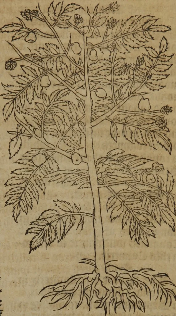 An illustration from A nievve herball, or Historie of plantes : wherein is contayned the whole discourse and perfect description of all sortes of herbes and plantes : their divers & sundry kindes ... and that not onely of those whiche are here growyng in this our countrie of Englande, but of all others also of forrayne realmes commonly used in physicke ; first set foorth in the Doutche or Almaigne tongue, 1578, leaf 754