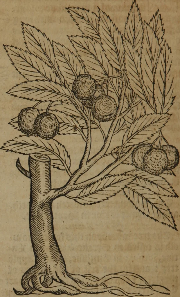 An illustration from A nievve herball, or Historie of plantes : wherein is contayned the whole discourse and perfect description of all sortes of herbes and plantes : their divers & sundry kindes ... and that not onely of those whiche are here growyng in this our countrie of Englande, but of all others also of forrayne realmes commonly used in physicke ; first set foorth in the Doutche or Almaigne tongue, 1578, leaf 755