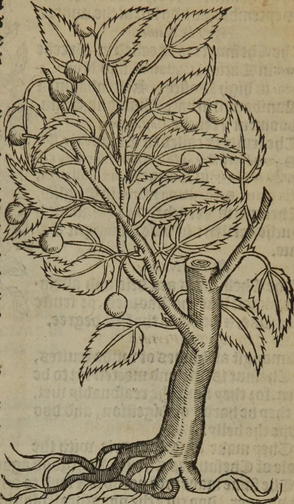 An illustration from A nievve herball, or Historie of plantes : wherein is contayned the whole discourse and perfect description of all sortes of herbes and plantes : their divers & sundry kindes ... and that not onely of those whiche are here growyng in this our countrie of Englande, but of all others also of forrayne realmes commonly used in physicke ; first set foorth in the Doutche or Almaigne tongue, 1578, leaf 756