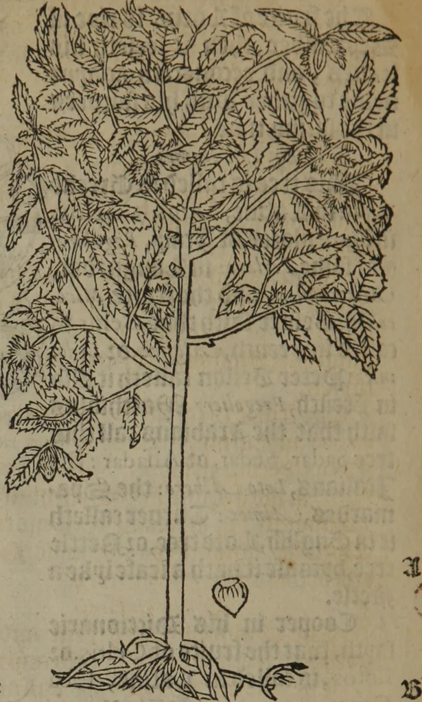 An illustration from A nievve herball, or Historie of plantes : wherein is contayned the whole discourse and perfect description of all sortes of herbes and plantes : their divers & sundry kindes ... and that not onely of those whiche are here growyng in this our countrie of Englande, but of all others also of forrayne realmes commonly used in physicke ; first set foorth in the Doutche or Almaigne tongue, 1578, leaf 757