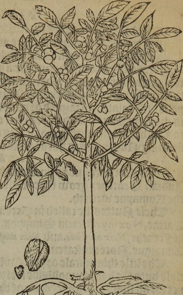 An illustration from A nievve herball, or Historie of plantes : wherein is contayned the whole discourse and perfect description of all sortes of herbes and plantes : their divers & sundry kindes ... and that not onely of those whiche are here growyng in this our countrie of Englande, but of all others also of forrayne realmes commonly used in physicke ; first set foorth in the Doutche or Almaigne tongue, 1578, leaf 758