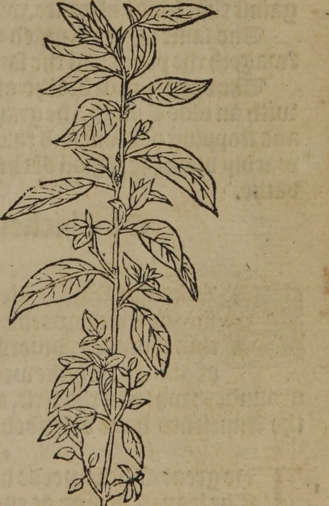 An illustration from A nievve herball, or Historie of plantes : wherein is contayned the whole discourse and perfect description of all sortes of herbes and plantes : their divers & sundry kindes ... and that not onely of those whiche are here growyng in this our countrie of Englande, but of all others also of forrayne realmes commonly used in physicke ; first set foorth in the Doutche or Almaigne tongue, 1578, leaf 76