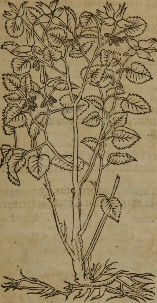 An illustration from A nievve herball, or Historie of plantes : wherein is contayned the whole discourse and perfect description of all sortes of herbes and plantes : their divers & sundry kindes ... and that not onely of those whiche are here growyng in this our countrie of Englande, but of all others also of forrayne realmes commonly used in physicke ; first set foorth in the Doutche or Almaigne tongue, 1578, leaf 760