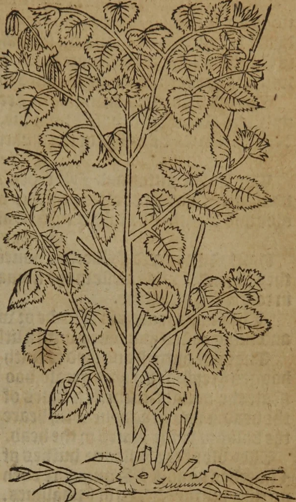 An illustration from A nievve herball, or Historie of plantes : wherein is contayned the whole discourse and perfect description of all sortes of herbes and plantes : their divers & sundry kindes ... and that not onely of those whiche are here growyng in this our countrie of Englande, but of all others also of forrayne realmes commonly used in physicke ; first set foorth in the Doutche or Almaigne tongue, 1578, leaf 760