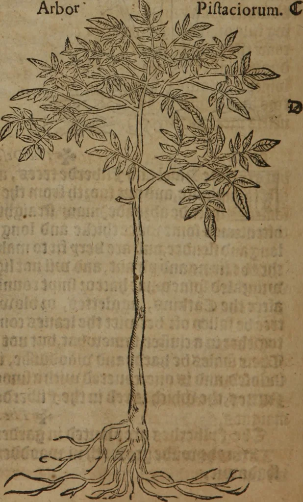 An illustration from A nievve herball, or Historie of plantes : wherein is contayned the whole discourse and perfect description of all sortes of herbes and plantes : their divers & sundry kindes ... and that not onely of those whiche are here growyng in this our countrie of Englande, but of all others also of forrayne realmes commonly used in physicke ; first set foorth in the Doutche or Almaigne tongue, 1578, leaf 761