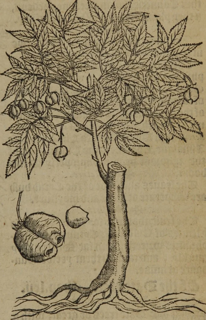 An illustration from A nievve herball, or Historie of plantes : wherein is contayned the whole discourse and perfect description of all sortes of herbes and plantes : their divers & sundry kindes ... and that not onely of those whiche are here growyng in this our countrie of Englande, but of all others also of forrayne realmes commonly used in physicke ; first set foorth in the Doutche or Almaigne tongue, 1578, leaf 762