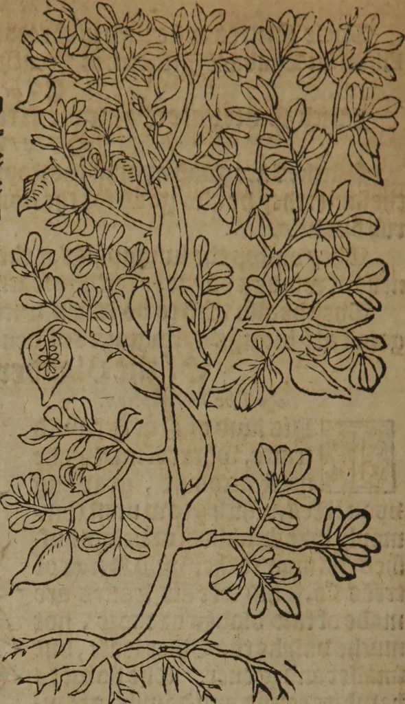 An illustration from A nievve herball, or Historie of plantes : wherein is contayned the whole discourse and perfect description of all sortes of herbes and plantes : their divers & sundry kindes ... and that not onely of those whiche are here growyng in this our countrie of Englande, but of all others also of forrayne realmes commonly used in physicke ; first set foorth in the Doutche or Almaigne tongue, 1578, leaf 763