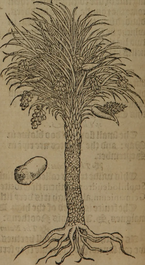 An illustration from A nievve herball, or Historie of plantes : wherein is contayned the whole discourse and perfect description of all sortes of herbes and plantes : their divers & sundry kindes ... and that not onely of those whiche are here growyng in this our countrie of Englande, but of all others also of forrayne realmes commonly used in physicke ; first set foorth in the Doutche or Almaigne tongue, 1578, leaf 763
