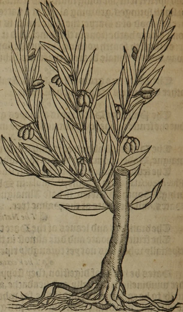 An illustration from A nievve herball, or Historie of plantes : wherein is contayned the whole discourse and perfect description of all sortes of herbes and plantes : their divers & sundry kindes ... and that not onely of those whiche are here growyng in this our countrie of Englande, but of all others also of forrayne realmes commonly used in physicke ; first set foorth in the Doutche or Almaigne tongue, 1578, leaf 765