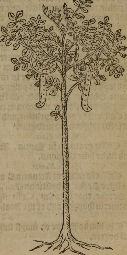 An illustration from A nievve herball, or Historie of plantes : wherein is contayned the whole discourse and perfect description of all sortes of herbes and plantes : their divers & sundry kindes ... and that not onely of those whiche are here growyng in this our countrie of Englande, but of all others also of forrayne realmes commonly used in physicke ; first set foorth in the Doutche or Almaigne tongue, 1578, leaf 766