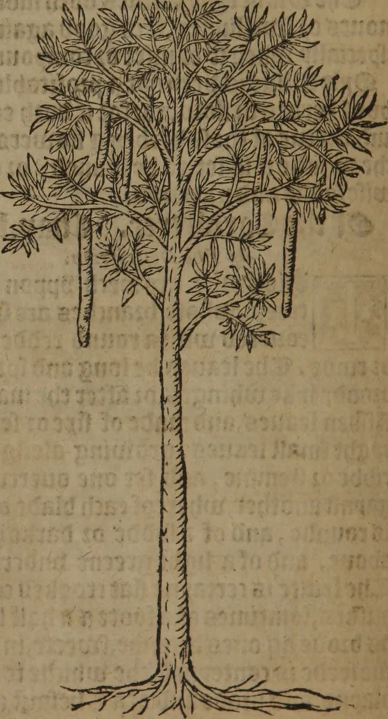 An illustration from A nievve herball, or Historie of plantes : wherein is contayned the whole discourse and perfect description of all sortes of herbes and plantes : their divers & sundry kindes ... and that not onely of those whiche are here growyng in this our countrie of Englande, but of all others also of forrayne realmes commonly used in physicke ; first set foorth in the Doutche or Almaigne tongue, 1578, leaf 767