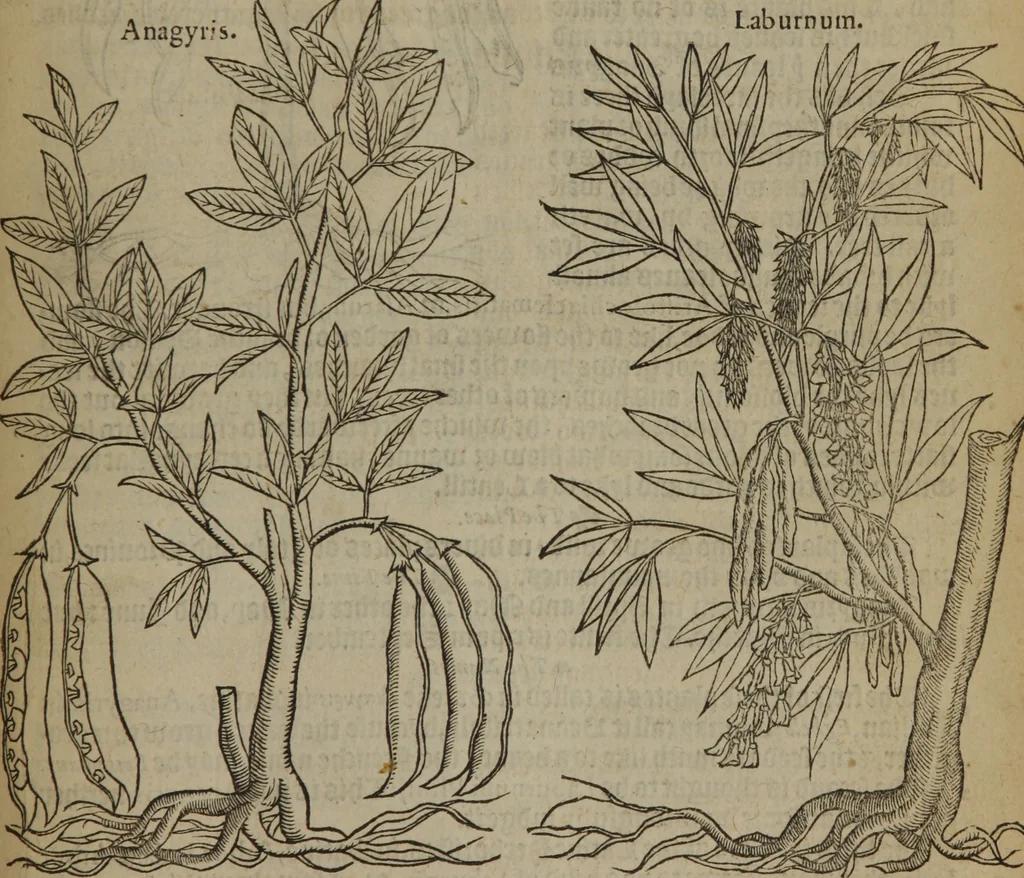 An illustration from A nievve herball, or Historie of plantes : wherein is contayned the whole discourse and perfect description of all sortes of herbes and plantes : their divers & sundry kindes ... and that not onely of those whiche are here growyng in this our countrie of Englande, but of all others also of forrayne realmes commonly used in physicke ; first set foorth in the Doutche or Almaigne tongue, 1578, leaf 768