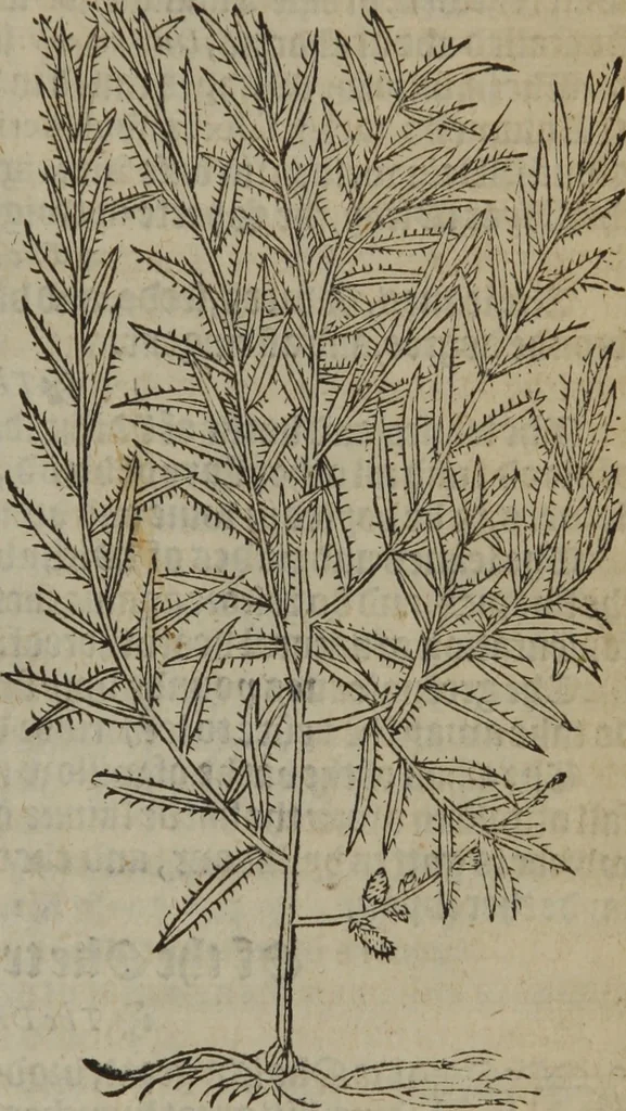 An illustration from A nievve herball, or Historie of plantes : wherein is contayned the whole discourse and perfect description of all sortes of herbes and plantes : their divers & sundry kindes ... and that not onely of those whiche are here growyng in this our countrie of Englande, but of all others also of forrayne realmes commonly used in physicke ; first set foorth in the Doutche or Almaigne tongue, 1578, leaf 770
