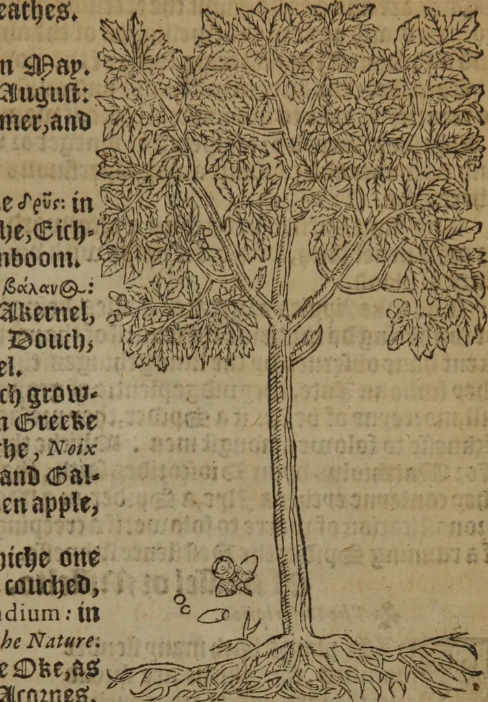 An illustration from A nievve herball, or Historie of plantes : wherein is contayned the whole discourse and perfect description of all sortes of herbes and plantes : their divers & sundry kindes ... and that not onely of those whiche are here growyng in this our countrie of Englande, but of all others also of forrayne realmes commonly used in physicke ; first set foorth in the Doutche or Almaigne tongue, 1578, leaf 772